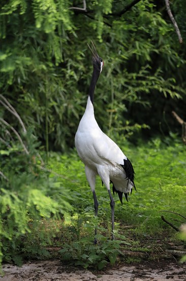 Red-crowned crane