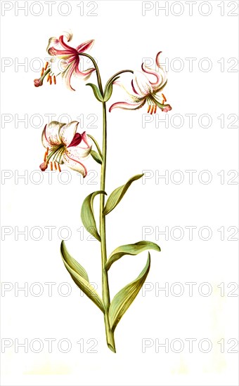 Martagon lily