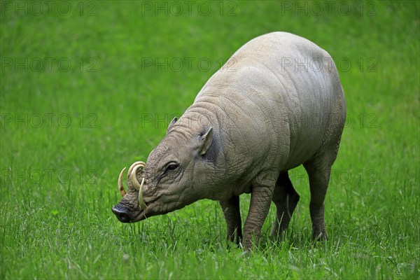 North sulawesi babirusa