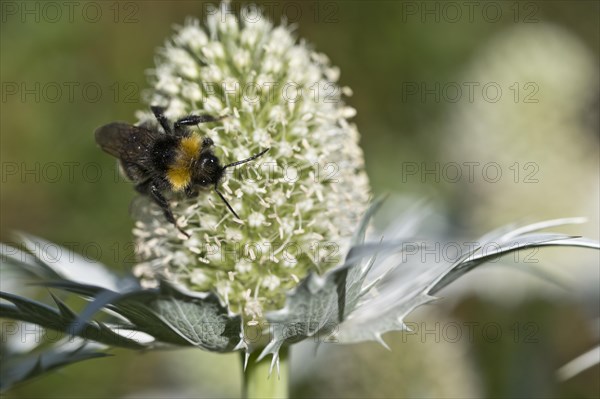 Forest cuckoo bumblebee