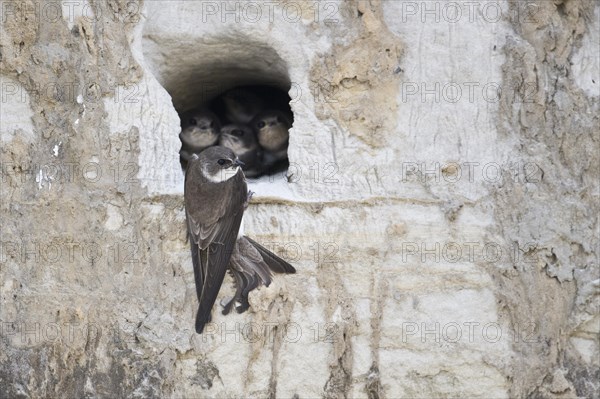 Sand martins