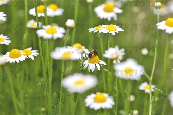 Roman chamomile