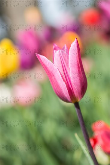 Outstanding colorful tulip flower bloom in the spring garden