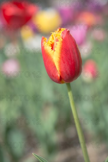 Outstanding colorful tulip flower bloom in the spring garden