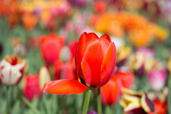 Outstanding colorful tulip flower bloom in the spring garden