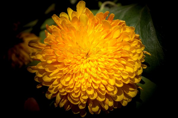 Beautiful colorful natural spring flowers in macro view