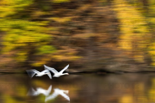 Mute swans