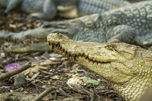 Nile crocodile in the sacred crocodile pool of Kachikally