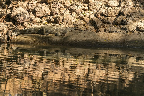 Nile crocodile in the sacred crocodile pool of Kachikally