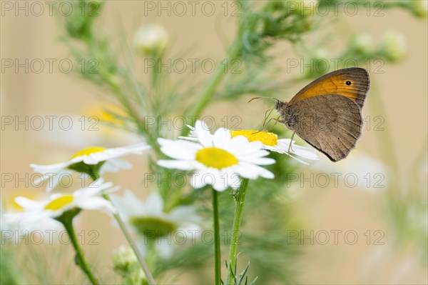 Meadow brown