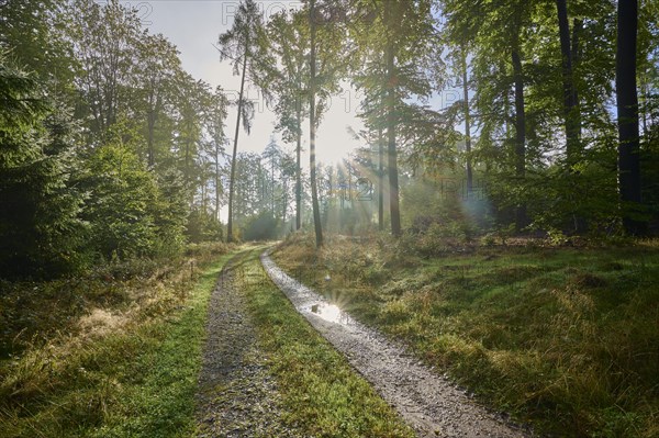 Forest path