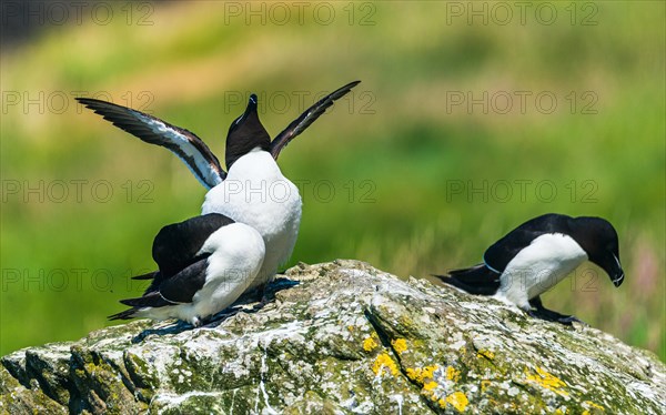 Razorbill