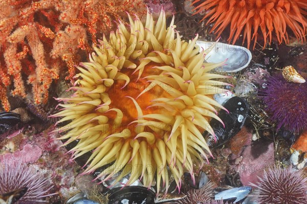 False plum anemone