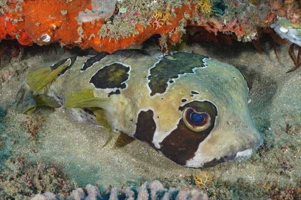 Black-blotched porcupinefish