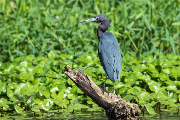 Kleiner Blaureiher