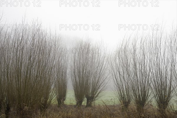 Pollarded willow