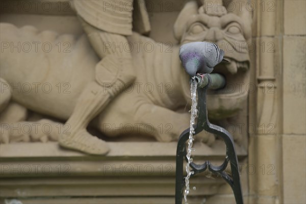 City dove drinking water at the historic fish fountain