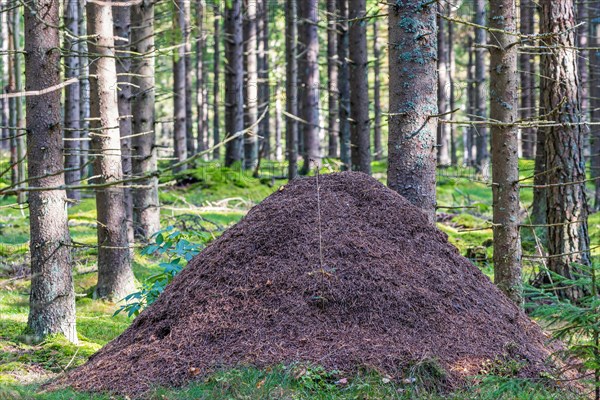 Big Anthill in a spruce forest
