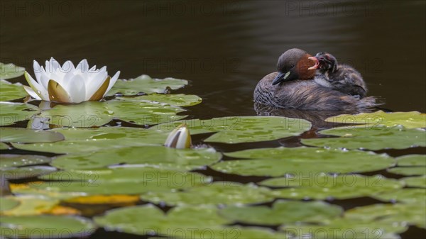 Little Grebe