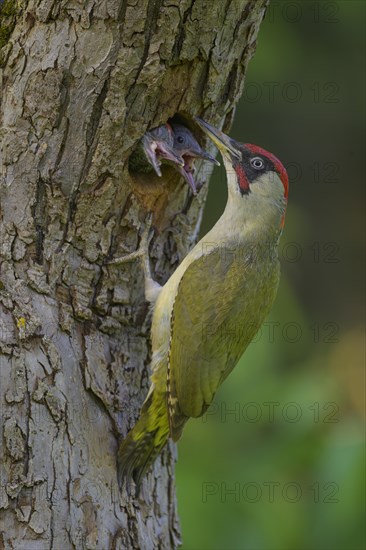 European green woodpecker