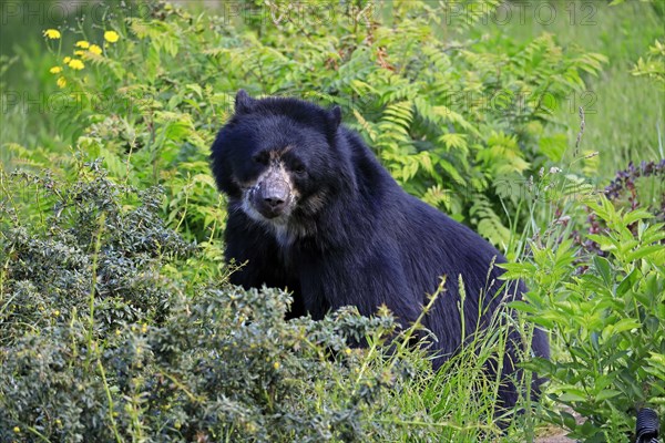 Spectacled bear