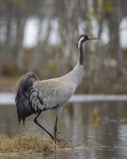 Crane