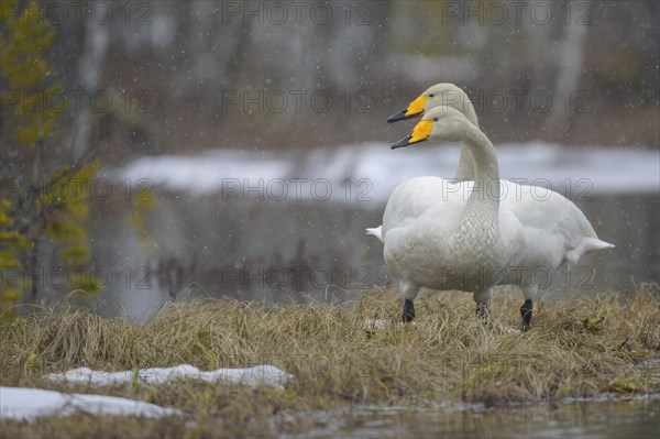 Whooper Swan