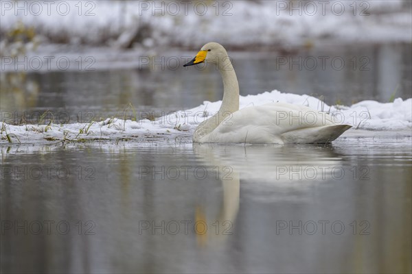 Whooper Swan