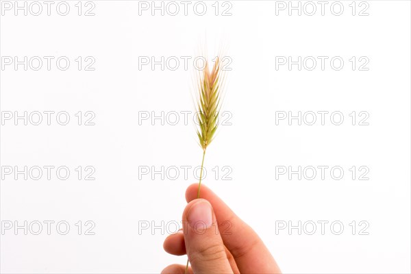 Hand holding a wheat on a white background