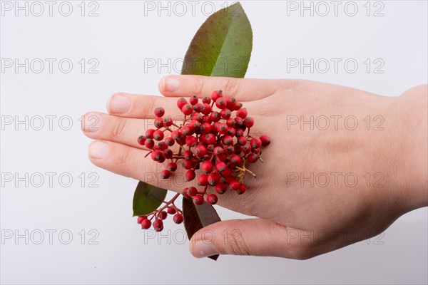Wild fruit found in hand on a white background
