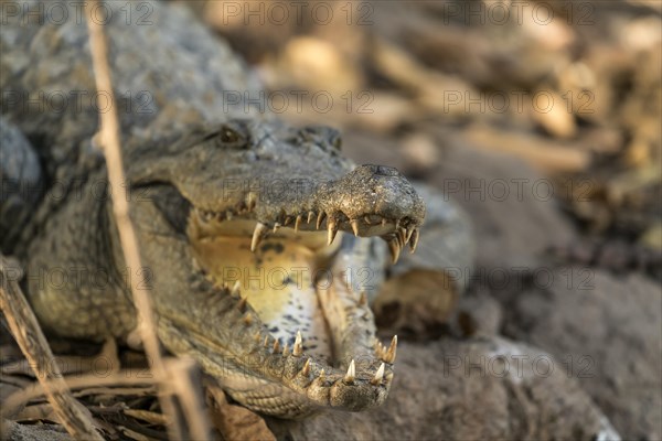 Nile crocodile in the sacred crocodile pool of Kachikally