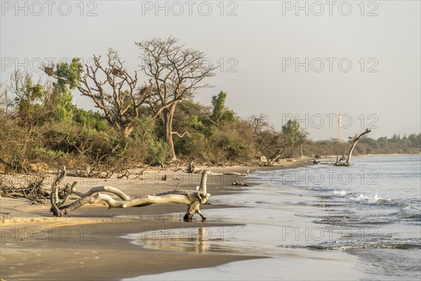 Driftwood on the beach on Jinack Island