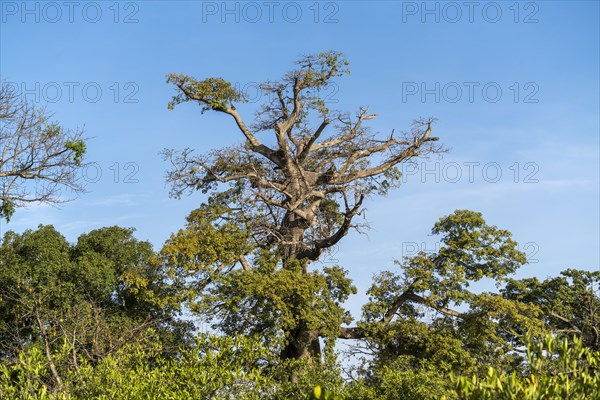 Kapok tree