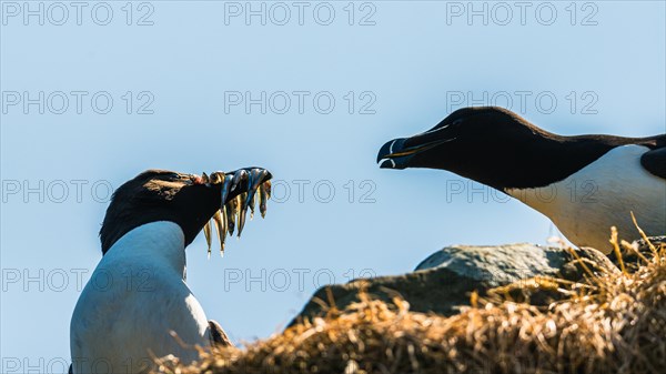 Razorbill