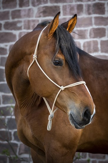 Portrait of a beautiful bay warmblood horse in front of a stonewall at golden hour. Sunspots on the head