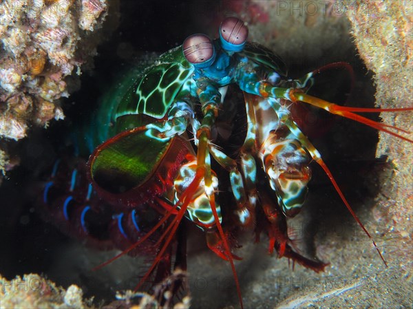 Peacock mantis shrimp