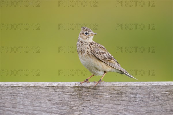 Eurasian skylark