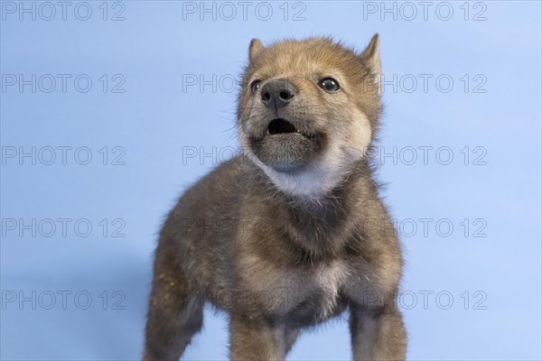 European gray wolf