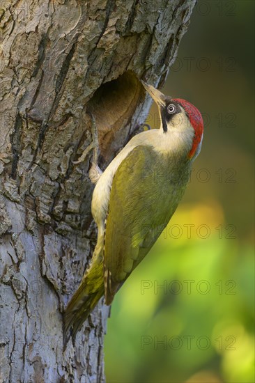 European green woodpecker