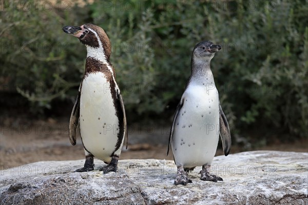 Humboldt penguin