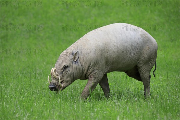 North sulawesi babirusa