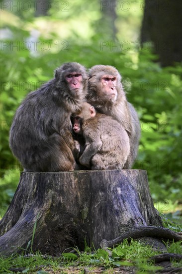 Japanese macaque