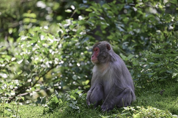 Japanese macaque