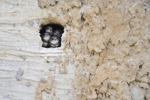 Sand martins