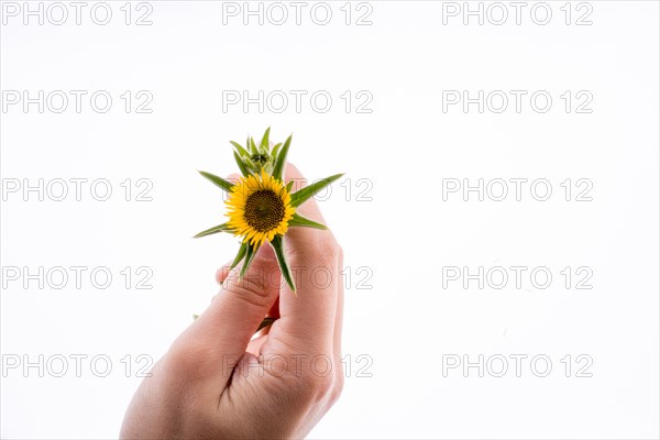 Hand holding yellow sunflower on a white background