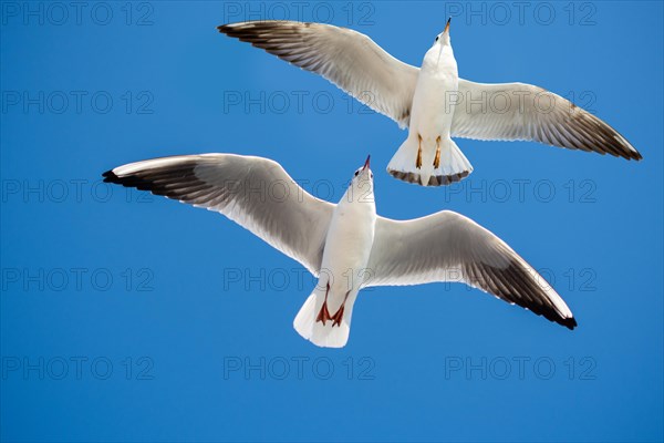 Pair of seagulls flying in blue a sky background