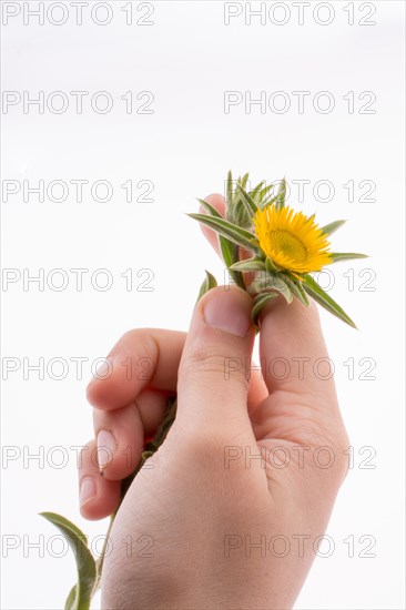 Hand holding yellow sunflower on a white background