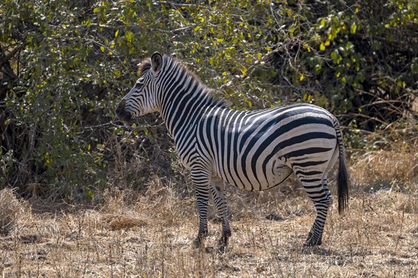 Plains Zebra of the subspecies crawshay's zebra