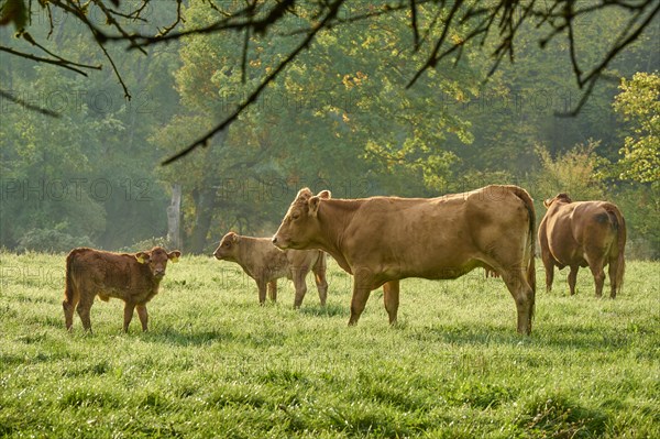 Herd of cows