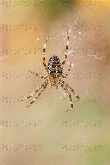 European garden spider